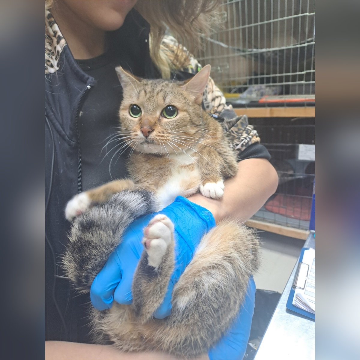 Соняша приехала с передержки.