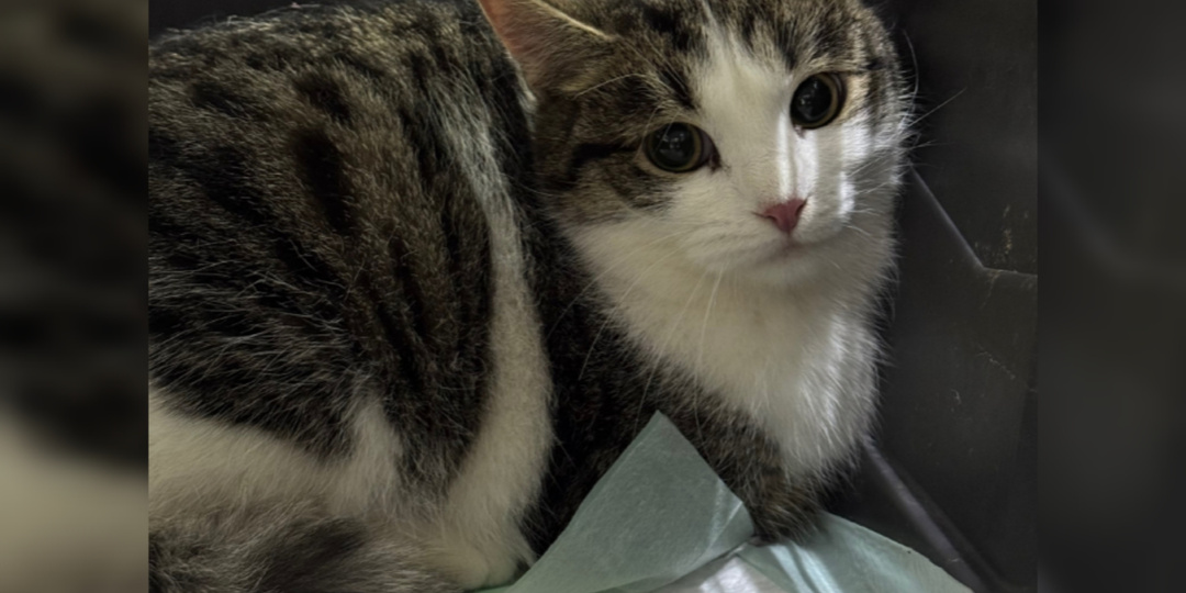 Новички прибывшие в конце уходящего года