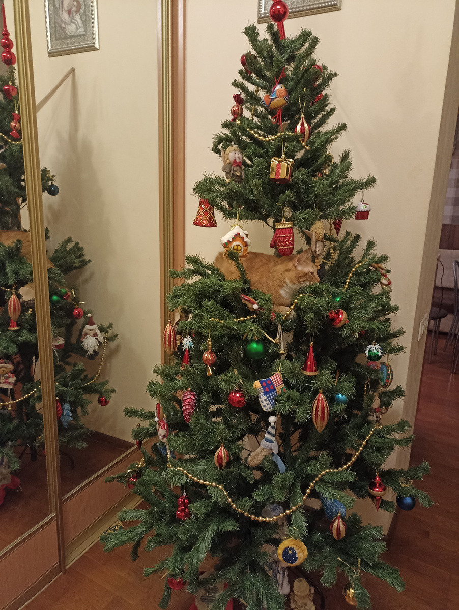 Василий в период новогоднего гнездования)) 