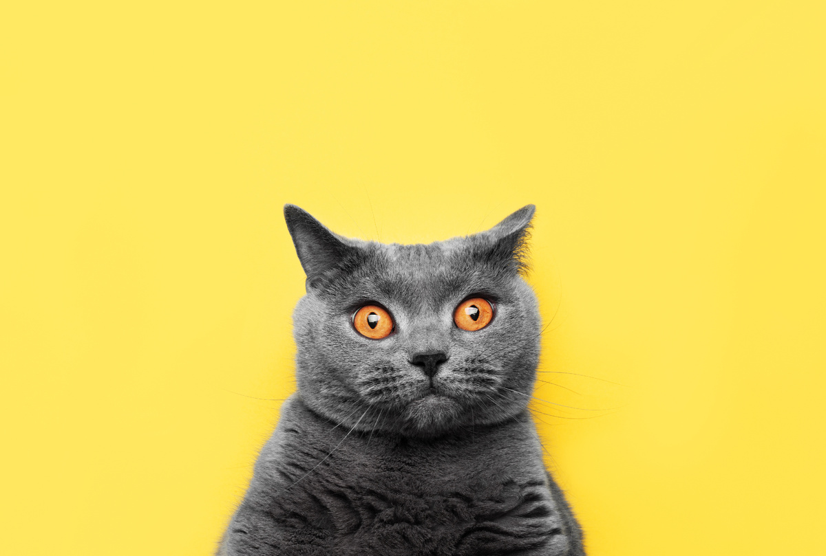 Фото: https://stock.adobe.com/ru