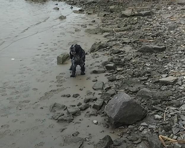 Спасённая собака. Фото © Ростовская областная служба спасения на воде