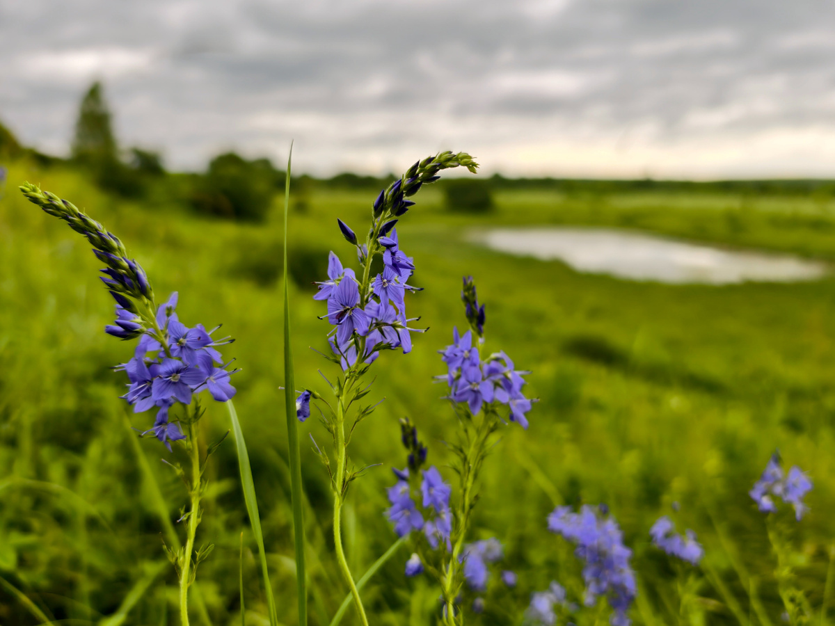 Краски лета