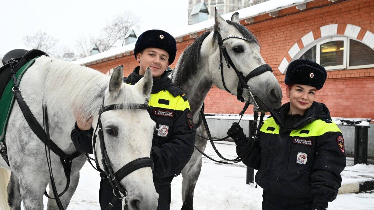    Полицейские-кавалеристы Александр Пархута и Александра Венгер готовят коней Егеря и Ламберта к выходу в город / Фото: Мария Хапцова / Вечерняя Москва