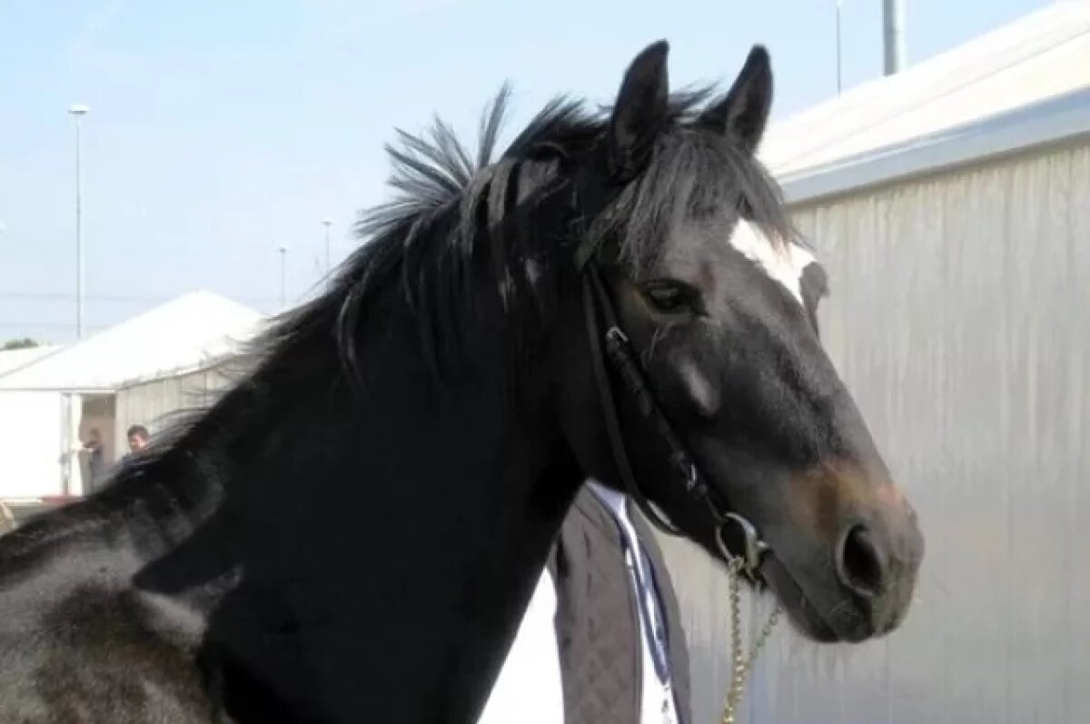    В Хабаровске 5 дней ищут похищенного элитного жеребца‑полутяжеловоза