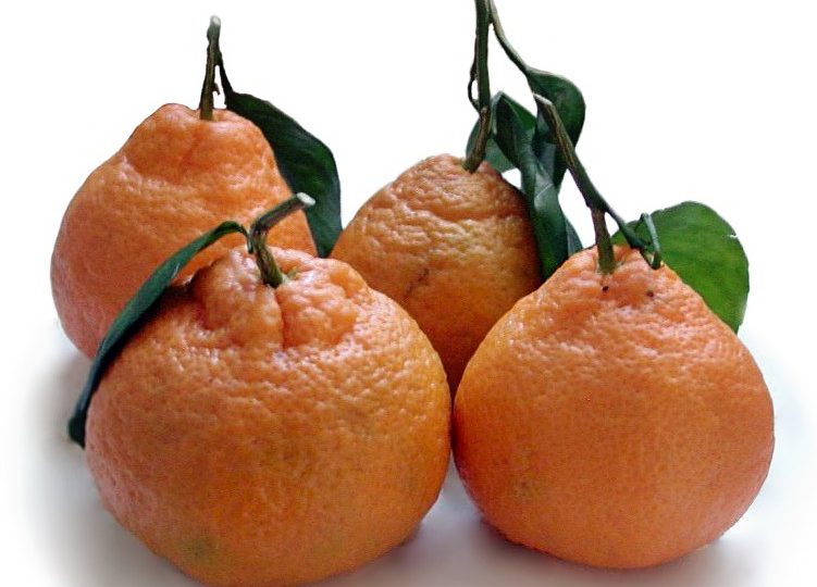 Всё, что вы покупаете под названием «Мандарин», — разные фрукты. Как их отличить, и в чем разница