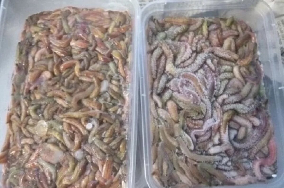    В Иркутске на таможне в аэропорту у иностранца изъяли замороженных червей