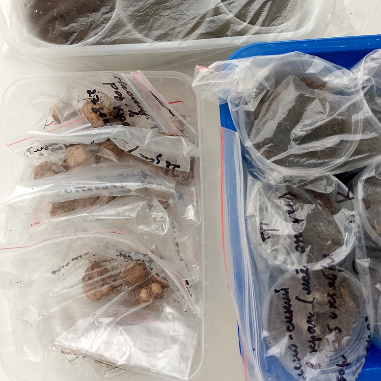 Клубни плотные, значит не буду подсыпать грунт. Главное не оставить открытым пакет, иначе завянут, а маленькие - засохнут