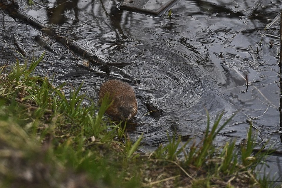    Животное постепенно возвращается в дикую природу Иван МАКЕЕВ