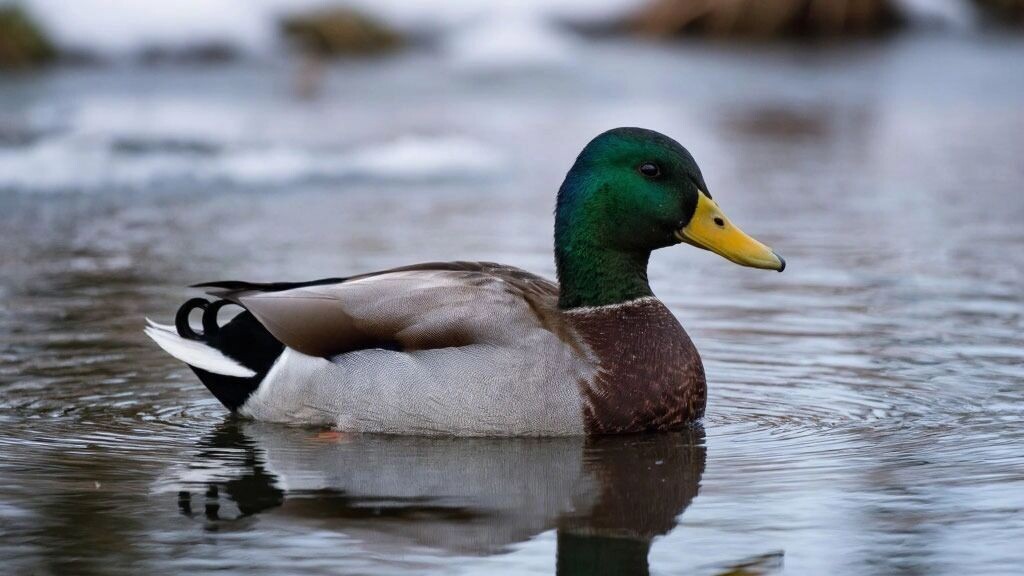    Кряква   Алиса AI