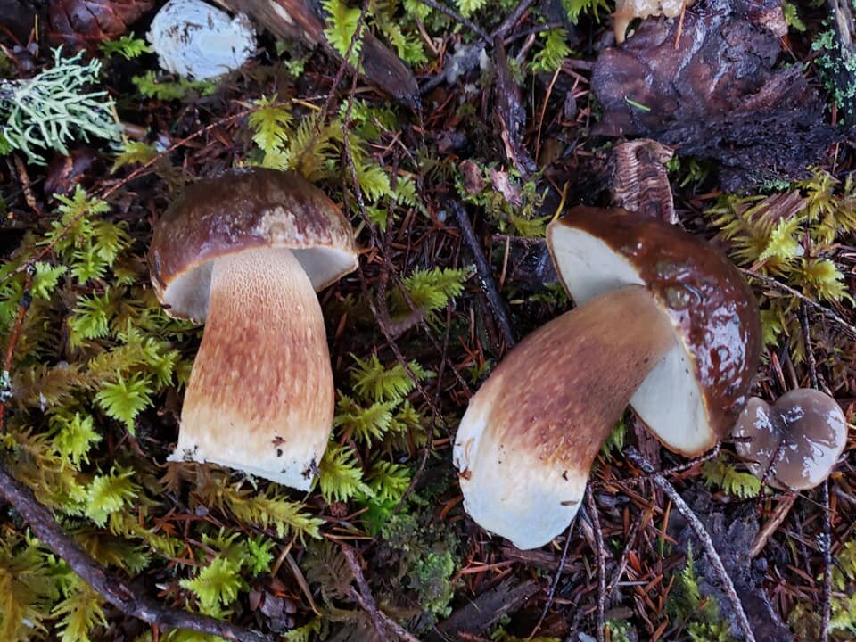 Boletus fibrillosus