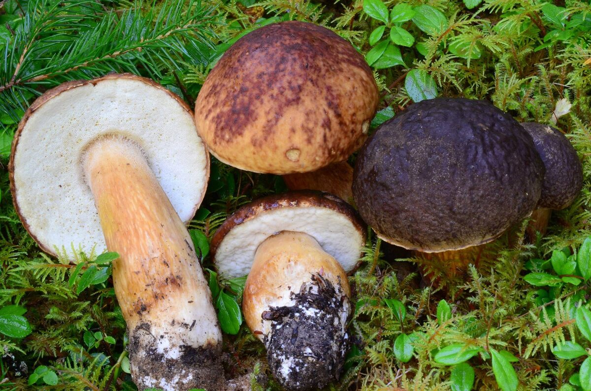 Boletus fibrillosus