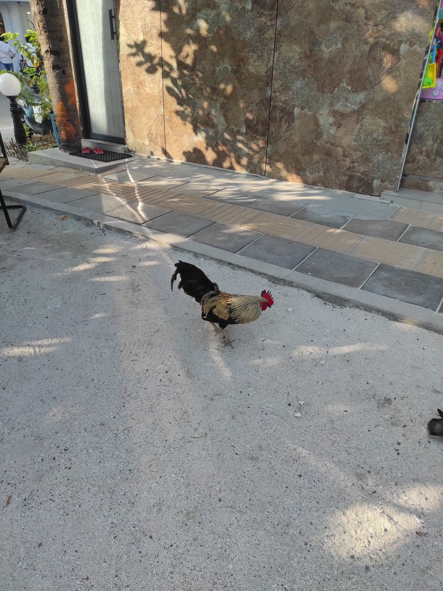 Мальдивский петушок 