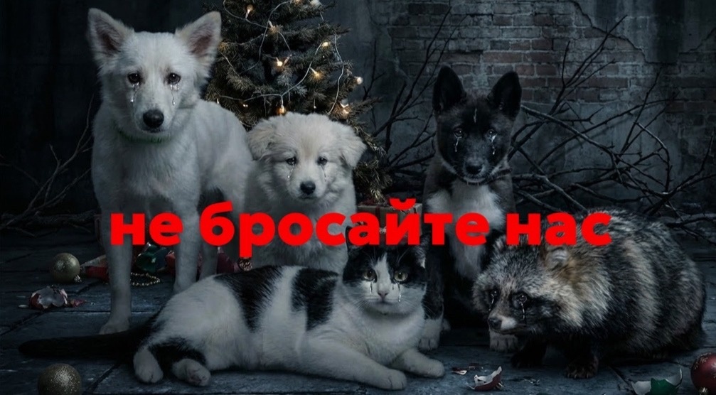 24 часа, чтобы спасти частный хоспис! Помогите, пожалуйста, кормом...