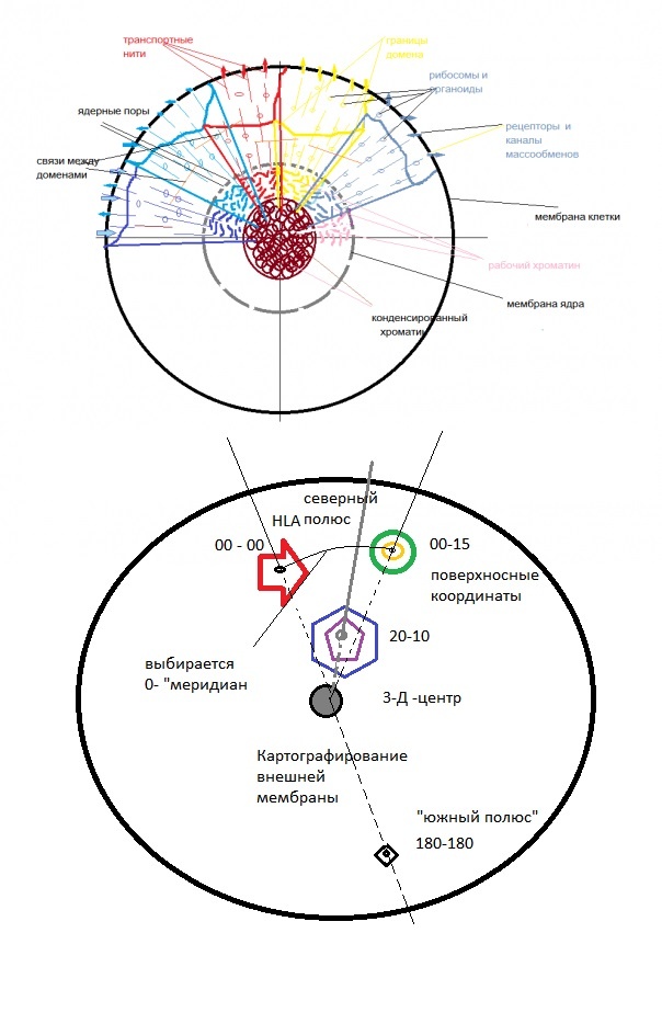 Структура клетки с организацией внешних атрибутов (рецепторов каналов и т.п..)