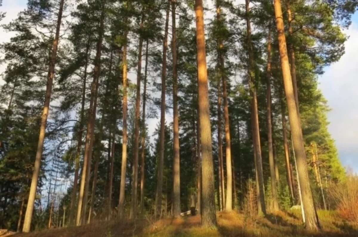    49 лет составляет средний возраст насаждений в лесах Пензенской области