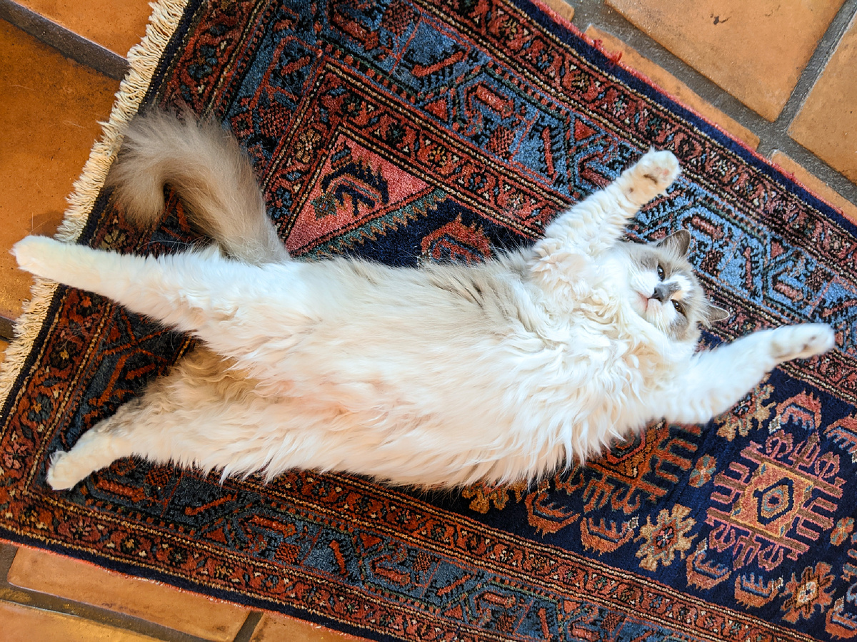 Бездонные голубые глаза и тракторное мурлыканье — запрещённый приём, против которого не устоит ни одно сердце. Фотография: Leijurv, CC BY-SA 4.0