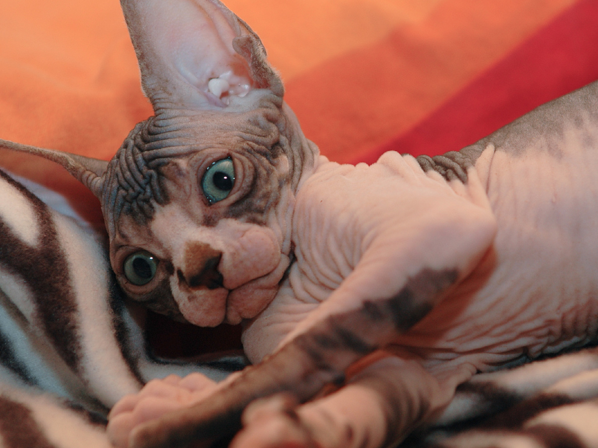 Фотография: LauraBocchi, CC BY-SA 3.0