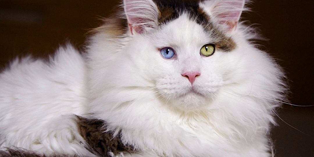 Кошки-липучки: 10 пород, которые не дадут хозяину спать в одиночестве