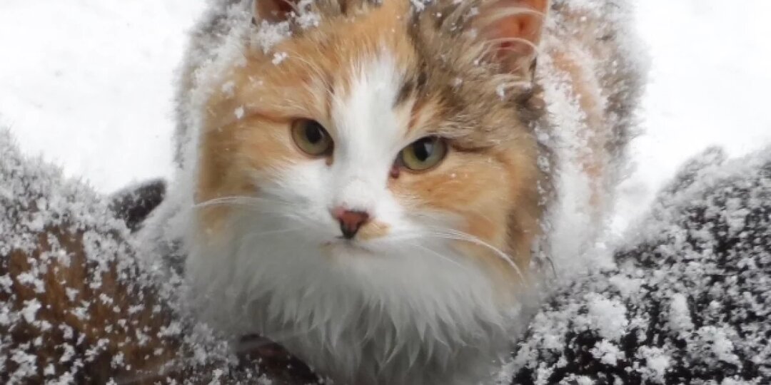 Саратовцы ищут дом кошке после снежной бури