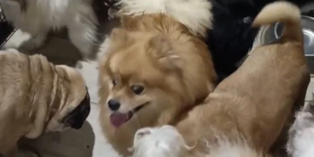 Мур-Мурка и волшебный ошейник. Часть 115