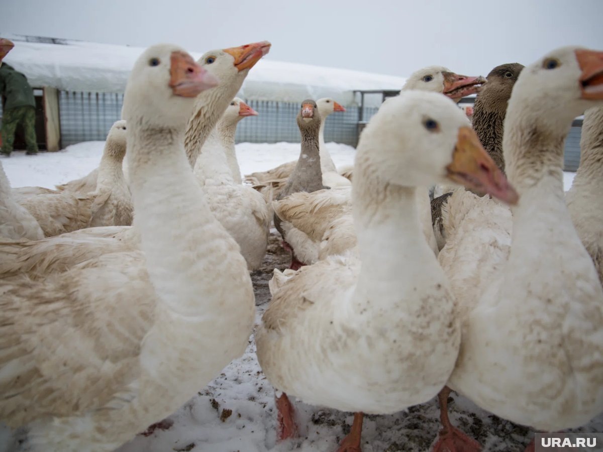     Хищница облюбовала резиденцию Деда Мороза и утащила гусей (архивное фото)