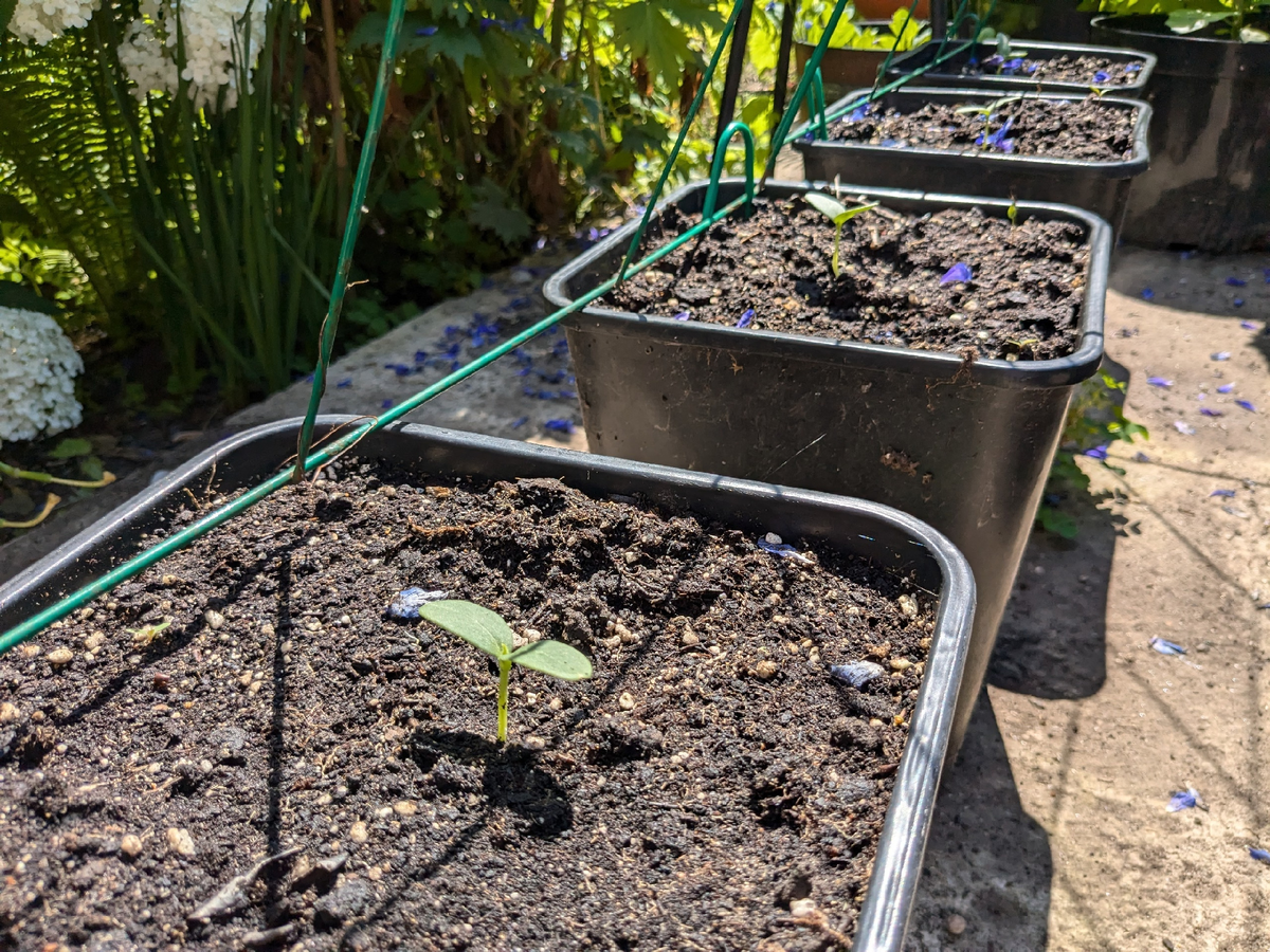 Всходы огурцов в контейнерах