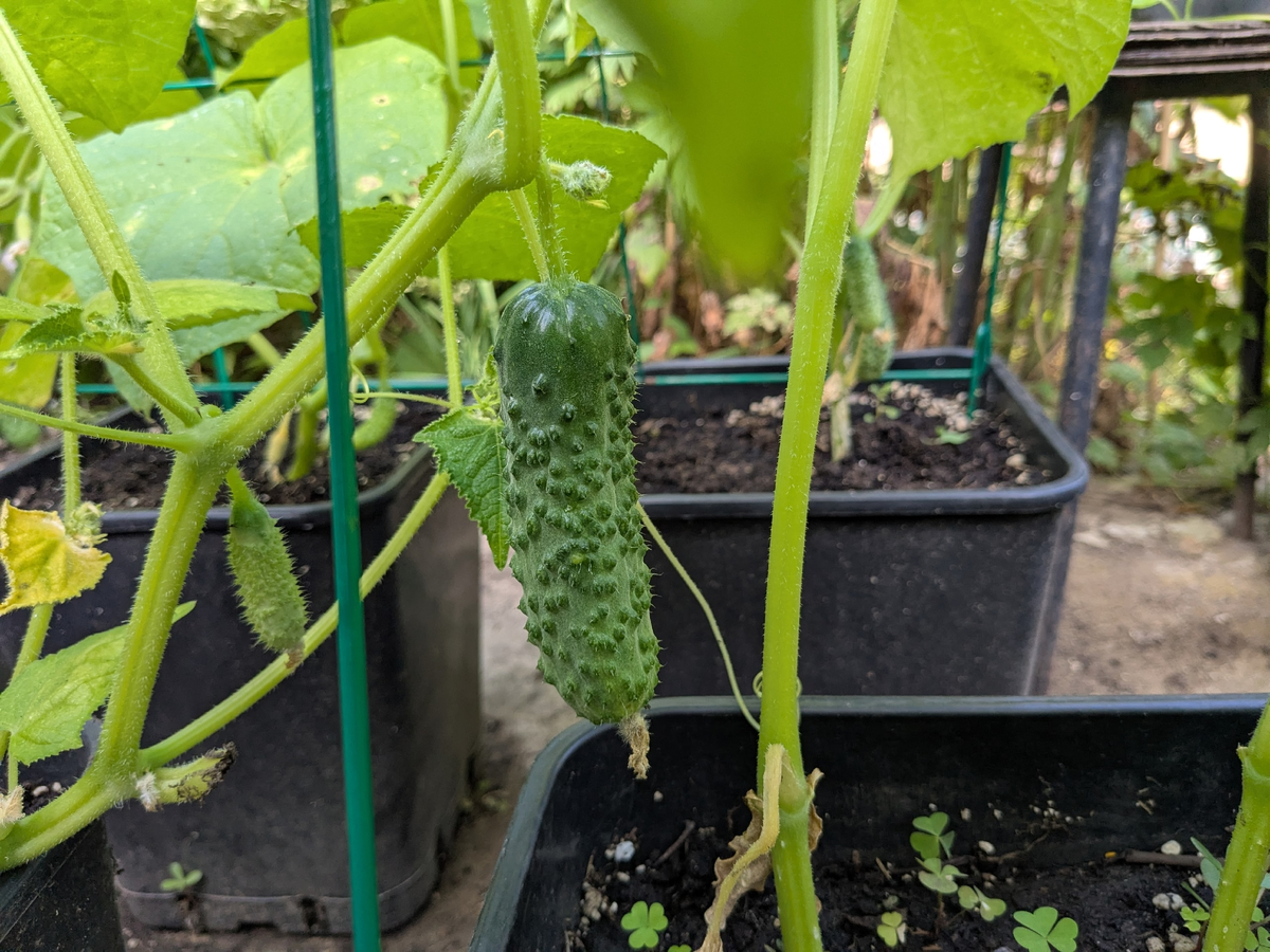 Идея, возможно, и здравая, но реализация подкачала