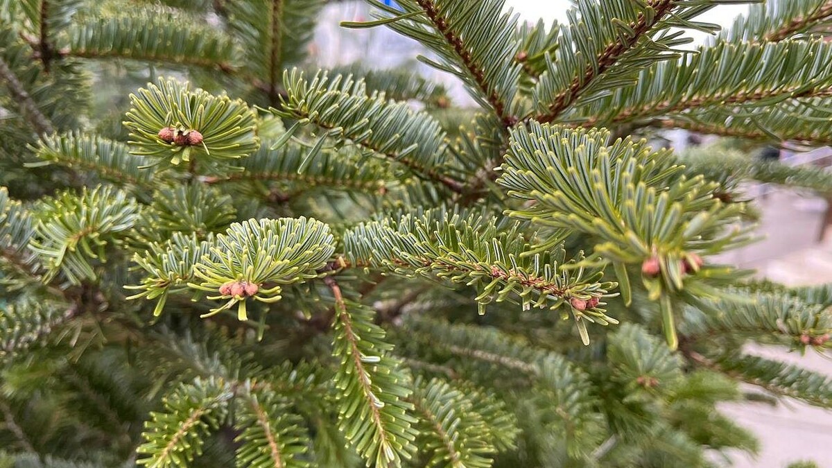    Фото: телеканал «Краснодар»