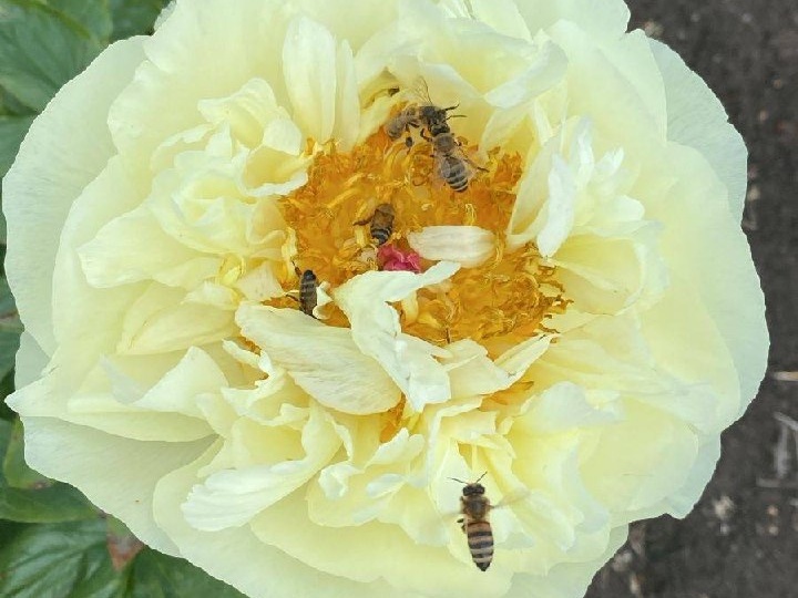 Пионы Lemon Chiffon, RED GRACE и LOIS CHOICE