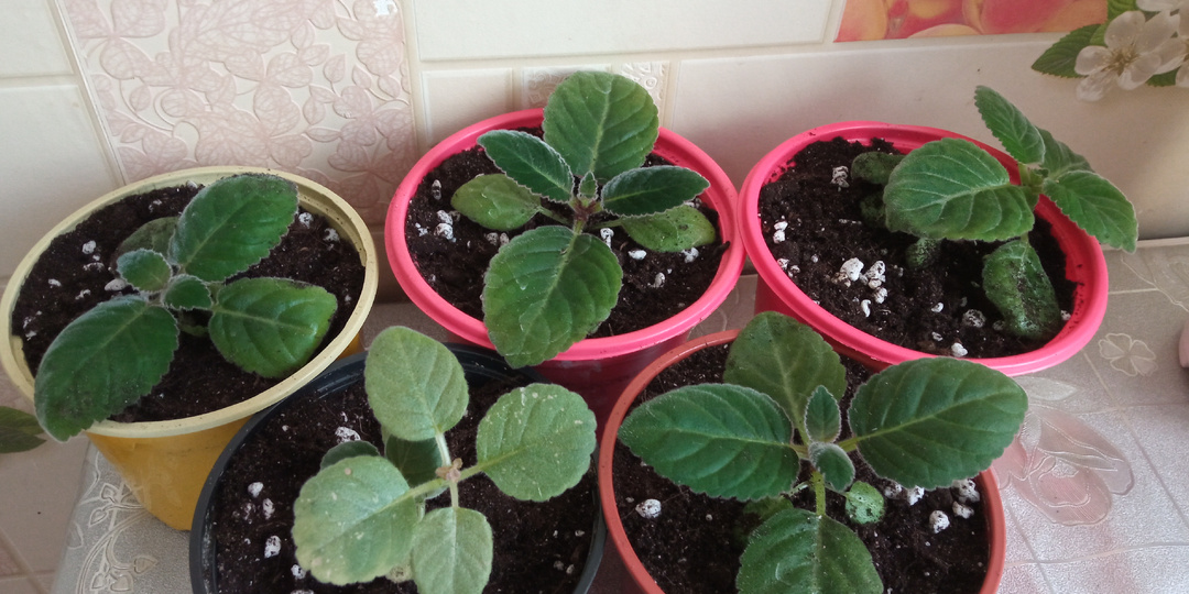 Простые будни цветовода. Продолжение.