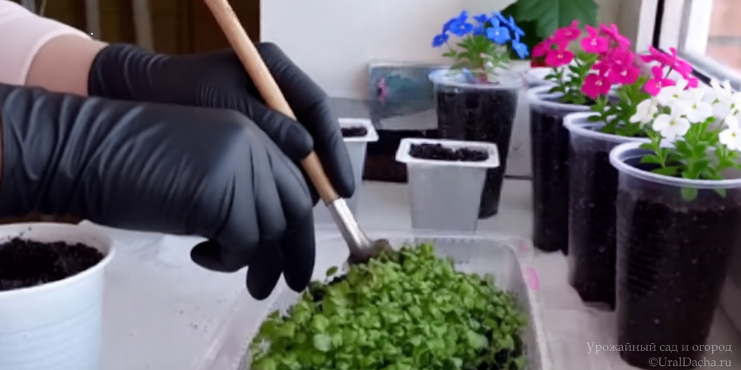 Как правильно сеять и выращивать лобелию. Правила пышного куста в цветнике