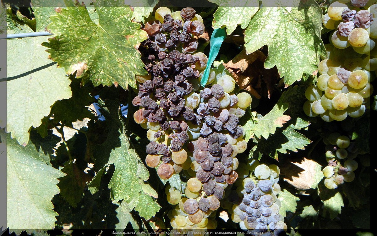 https://vk.com/photo-159774511_457274446. Милдью на винограде
