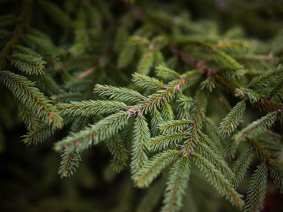    Фото: REGIONS/Владимир Ерастов