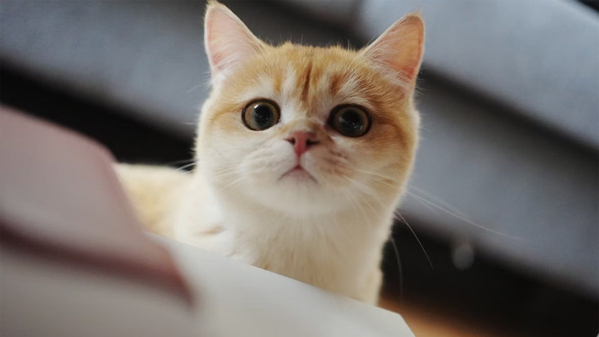    Кошки не любят многие резкие запахи