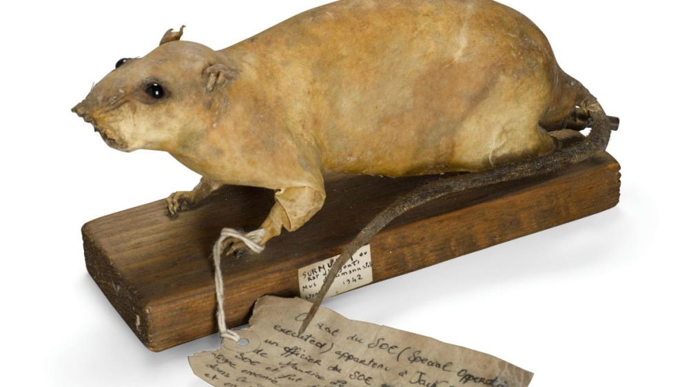 Редкий сохранившийся экземпляр крысиной бомбы.