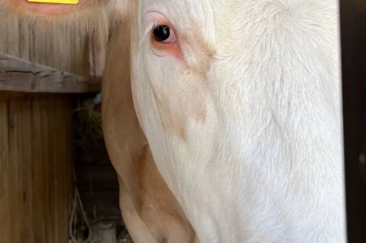    Нарушения в документах не позволяли подтвердить проведение противоэпизоотических мероприятий.