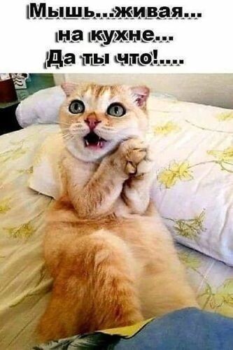 Забавные кото-мемы