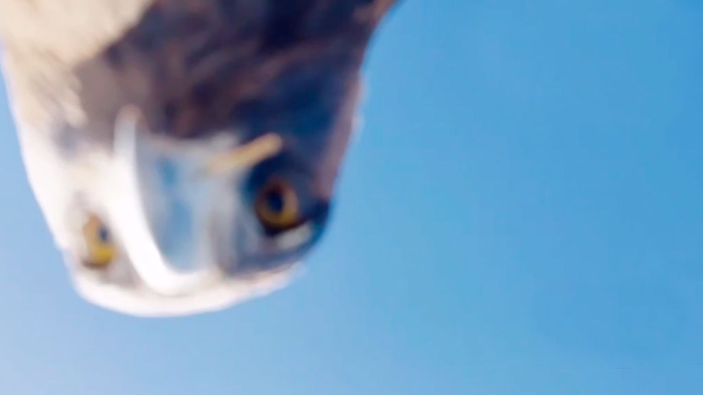    Скриншот видео milliet.tv