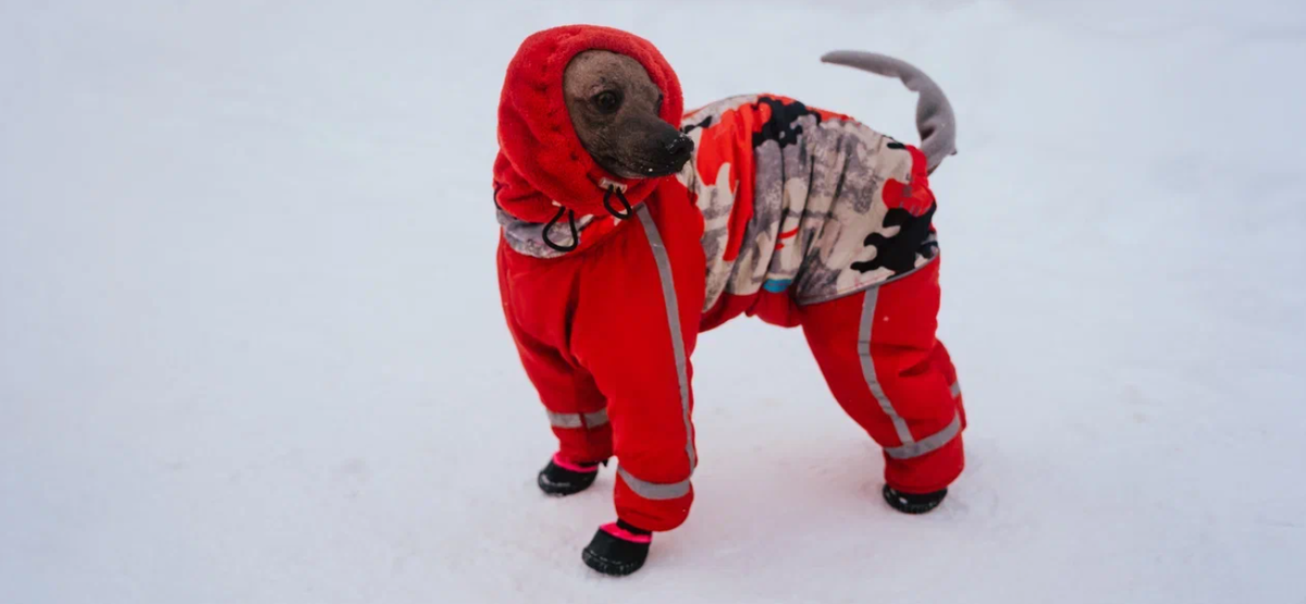    Ирина Яковлева