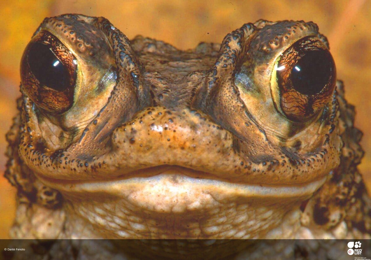 Взгляд, который видел динозавров: так выглядит одна из редчайших амфибий планеты.