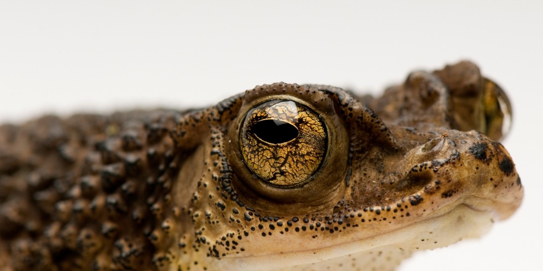 🐸 Жаба-лемур (Peltophryne lemur): как содержать краснокнижного красавца и не облажаться