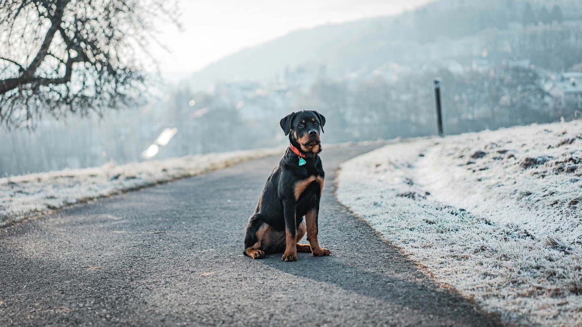   Защищать свою стаю — нормальное поведение для собаки