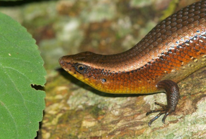 🦎 Мабуя многополосая (Mabuya multifasciata): плюсы и минусы содержания золотистого сцинка