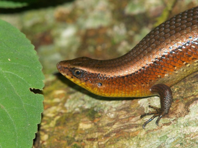 Живое золото тропиков: чешуя мабуи переливается на свету, словно драгоценный металл.