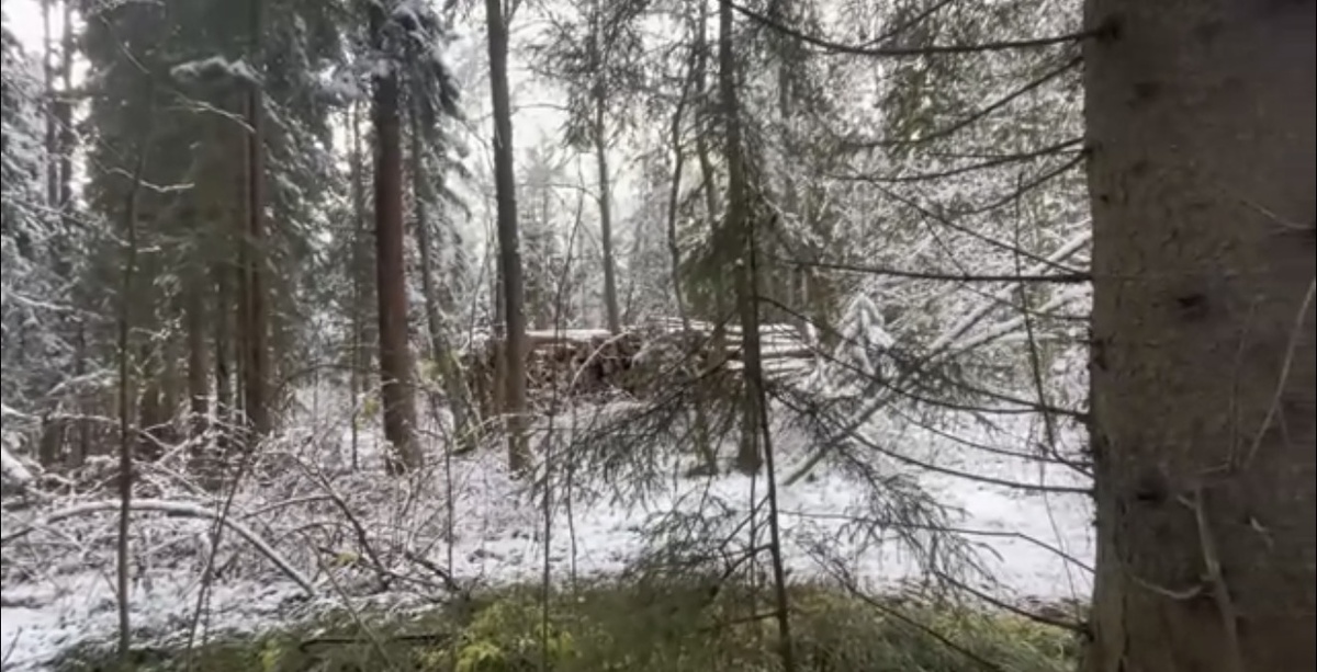 Самое интересное для меня место на пересечении дорог, оказалось испорчено строителями и техникой и завалено штабелями срубленных деревьев