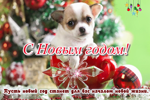 Пусть новый год станет для вас началом новой жизни