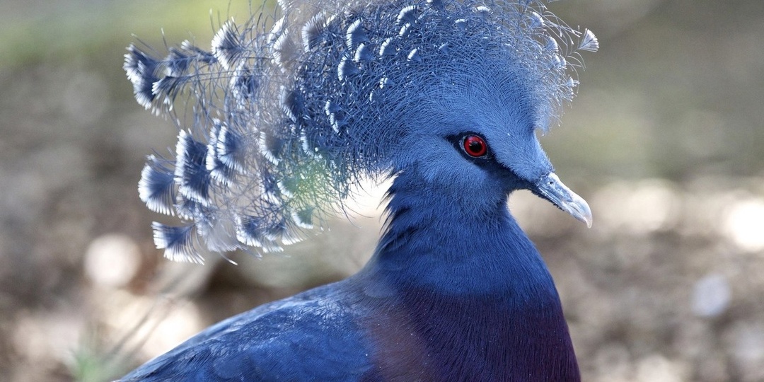 🕊️ Самый красивый голубь в мире: вся правда о содержании венценосного голубя дома