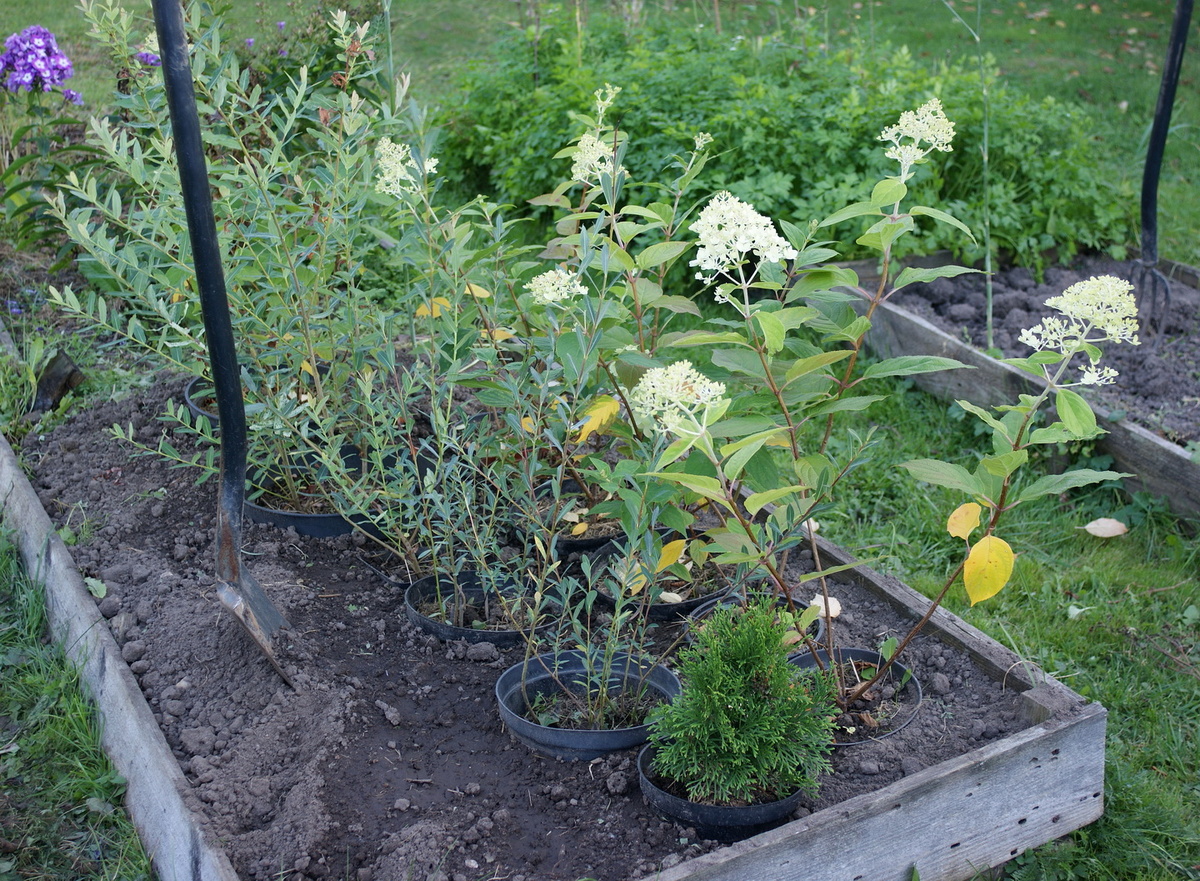 Прикоп. Начало.