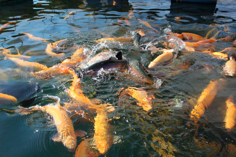 Фото: https://angarsk-38.ru/news/