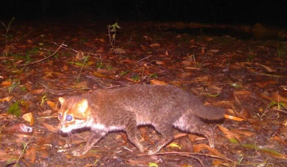 Фото: новостное агентство Asia News Network